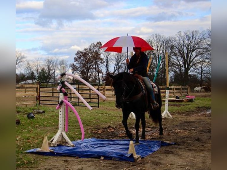 Belgisches Warmblut Wallach 9 Jahre 160 cm Rappe in Howell