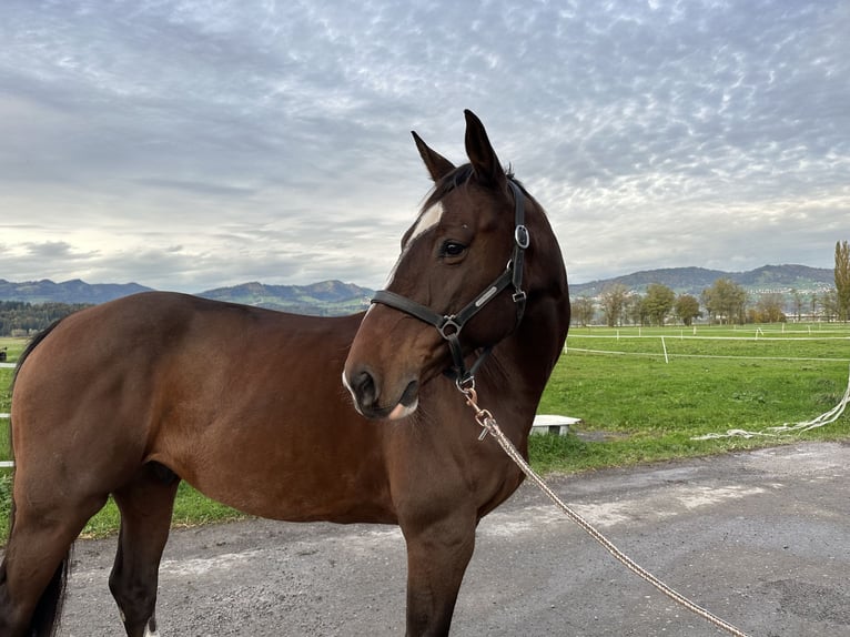 Belgisches Warmblut Wallach 9 Jahre 164 cm Brauner in Siebnen