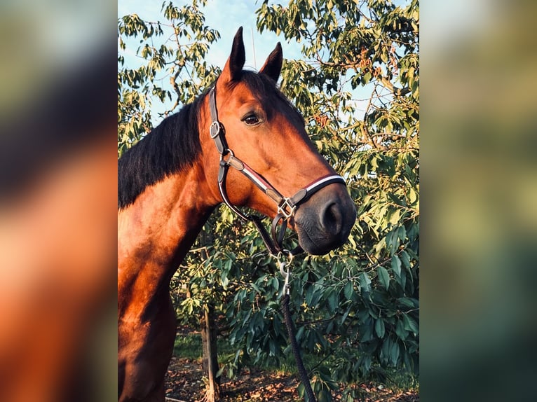 Belgisches Warmblut Wallach 9 Jahre 166 cm Brauner in Kaulille