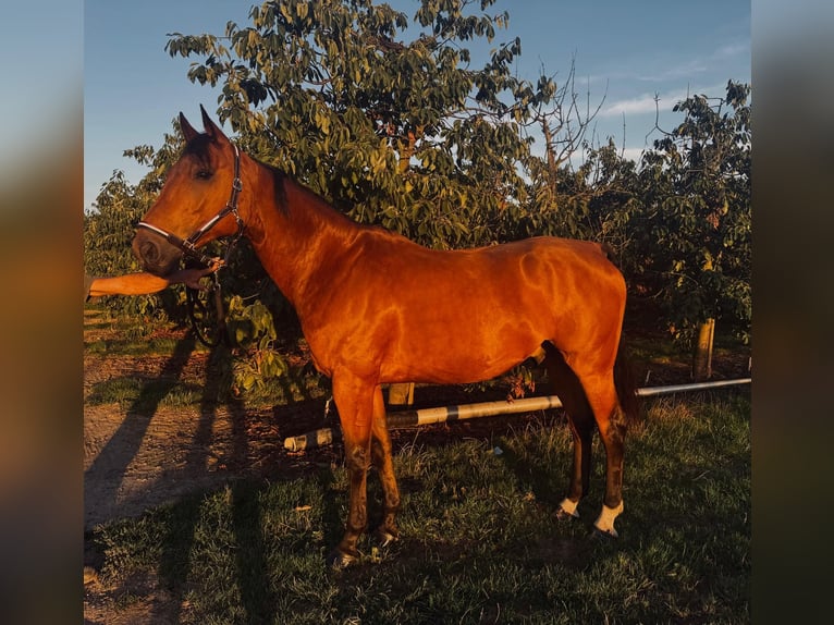 Belgisches Warmblut Wallach 9 Jahre 166 cm Brauner in Kaulille
