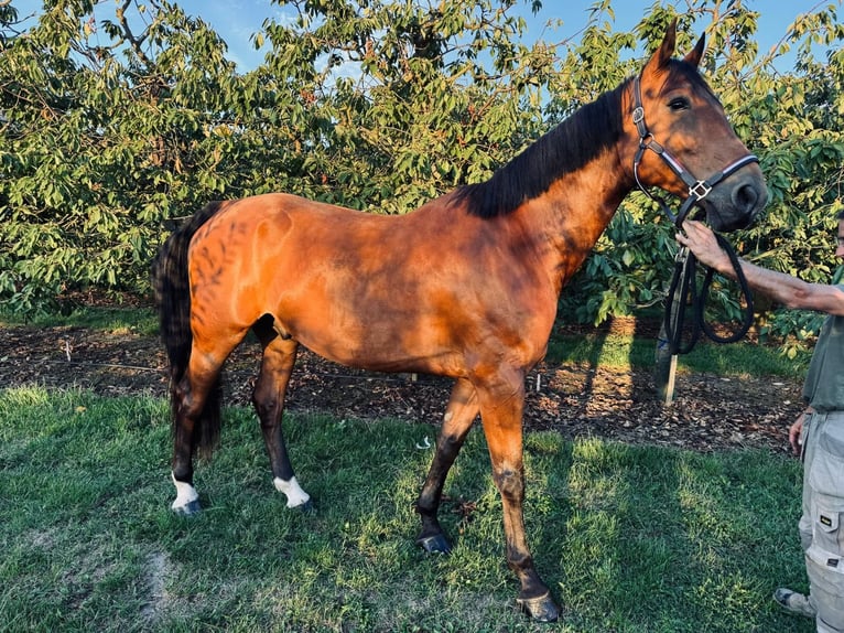 Belgisches Warmblut Wallach 9 Jahre 166 cm Brauner in Kaulille