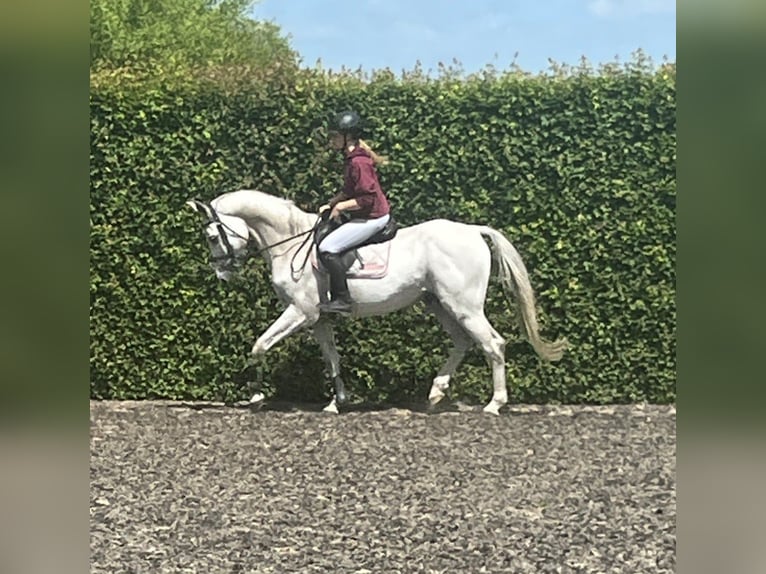 Belgisches Warmblut Wallach 9 Jahre 166 cm White in Boortmeerbeek