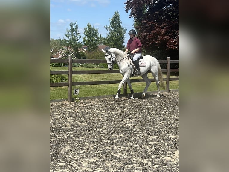 Belgisches Warmblut Wallach 9 Jahre 166 cm White in Boortmeerbeek