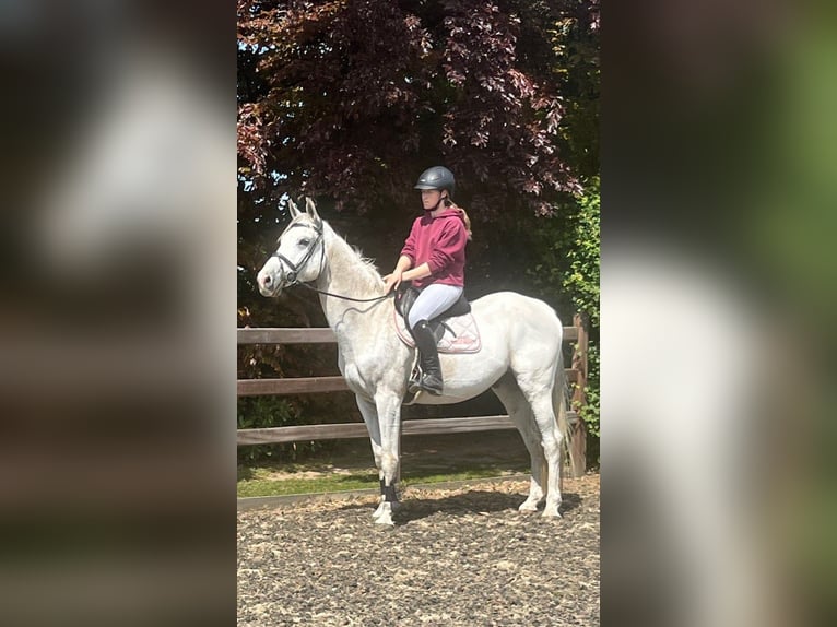 Belgisches Warmblut Wallach 9 Jahre 166 cm White in Boortmeerbeek