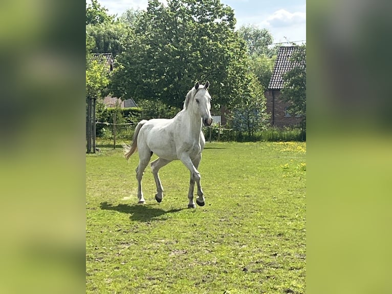 Belgisches Warmblut Wallach 9 Jahre 166 cm White in Boortmeerbeek