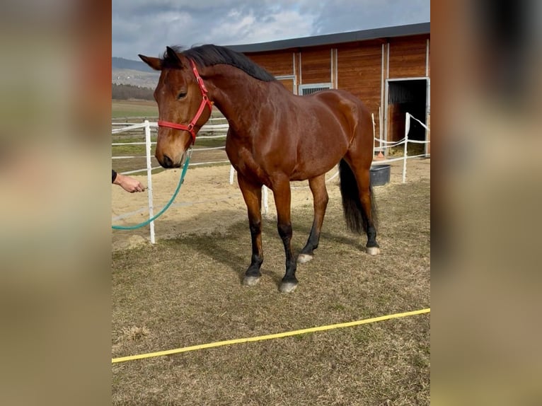 Belgisches Warmblut Wallach 9 Jahre 168 cm Brauner in Rechnitz