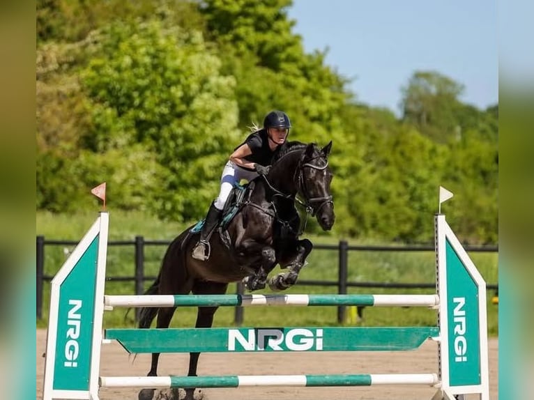 Belgisches Warmblut Wallach 9 Jahre 168 cm Rappe in Rødovre