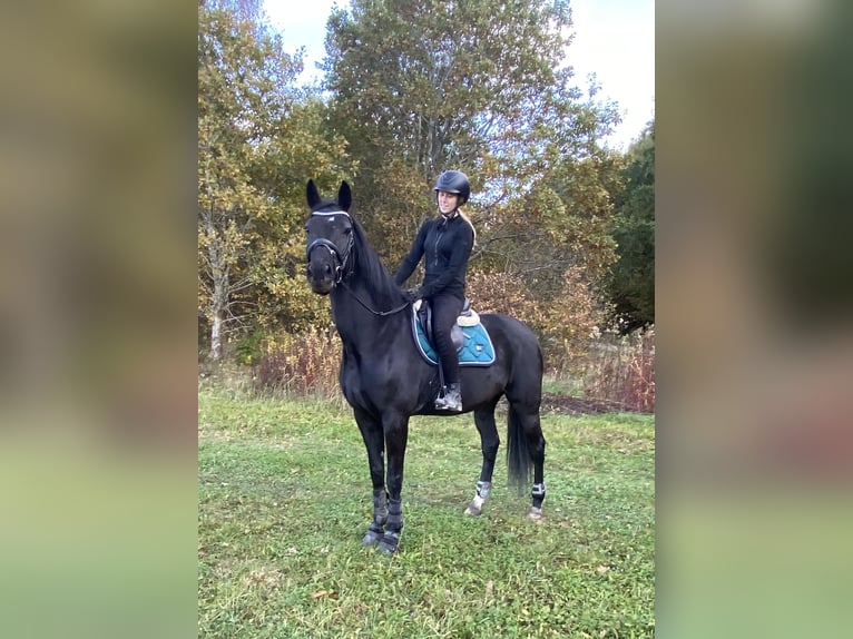 Belgisches Warmblut Wallach 9 Jahre 168 cm Rappe in Rødovre