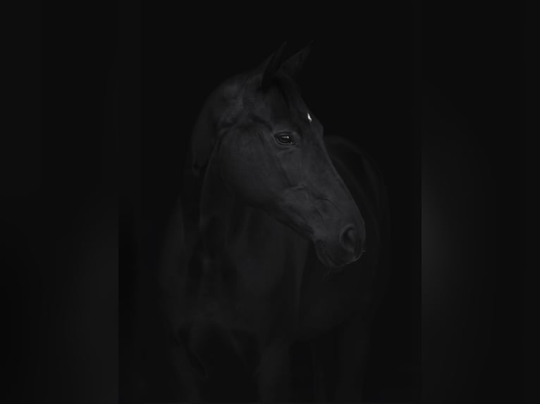 Belgisches Warmblut Wallach 9 Jahre 168 cm Rappe in Rødovre