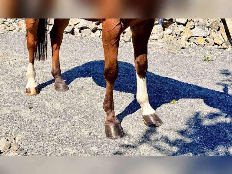 Belgisches Warmblut Wallach 9 Jahre 168 cm  in Kaulille