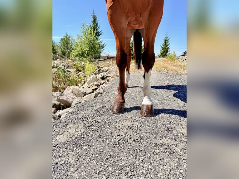 Belgisches Warmblut Wallach 9 Jahre 168 cm  in Kaulille