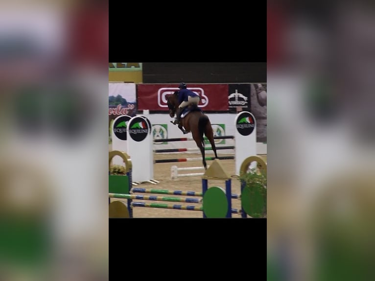 Belgisches Warmblut Wallach 9 Jahre 170 cm Brauner in Lesmo