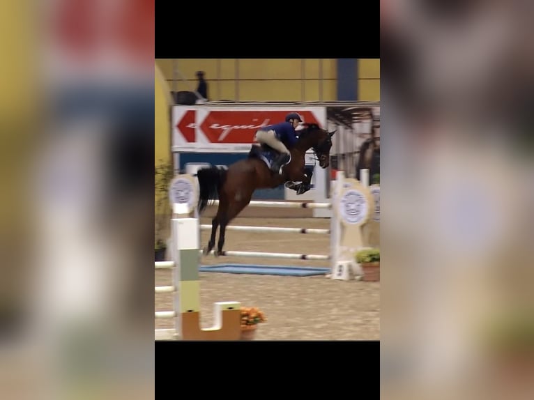 Belgisches Warmblut Wallach 9 Jahre 170 cm Brauner in Lesmo