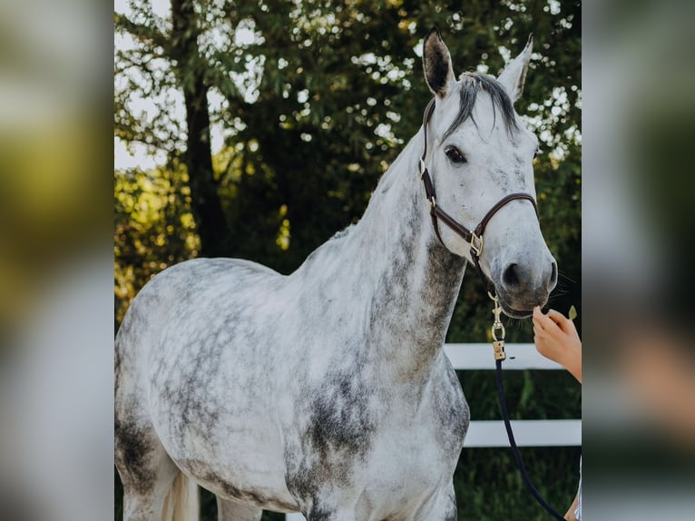 Belgisches Warmblut Wallach 9 Jahre 170 cm Schimmel in Loiching