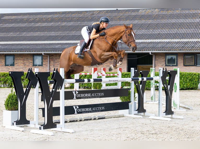 Belgisches Warmblut Wallach 9 Jahre 171 cm Fuchs in Waddinxveen