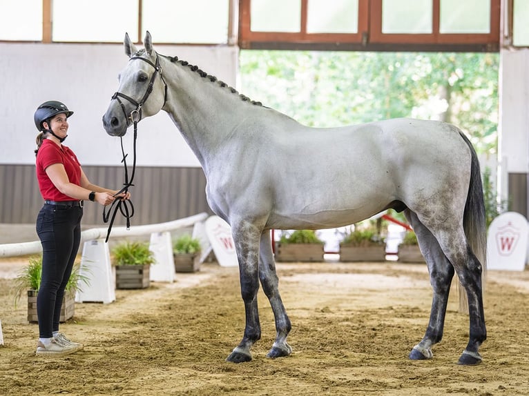 Belgisches Warmblut Wallach 9 Jahre 172 cm Schimmel in Mnster-Handorf