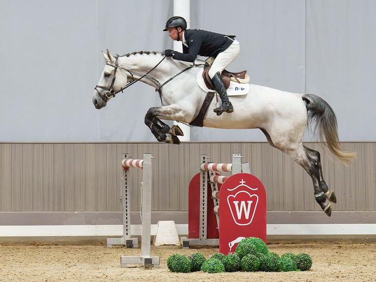 Belgisches Warmblut Wallach 9 Jahre 172 cm Schimmel in Mnster-Handorf
