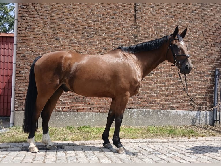Belgisches Warmblut Wallach 9 Jahre 173 cm Dunkelbrauner in Denderwindeke