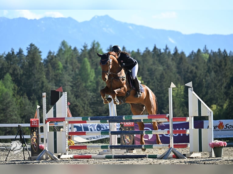 Belgisches Warmblut Wallach 9 Jahre 173 cm Fuchs in Pölstal