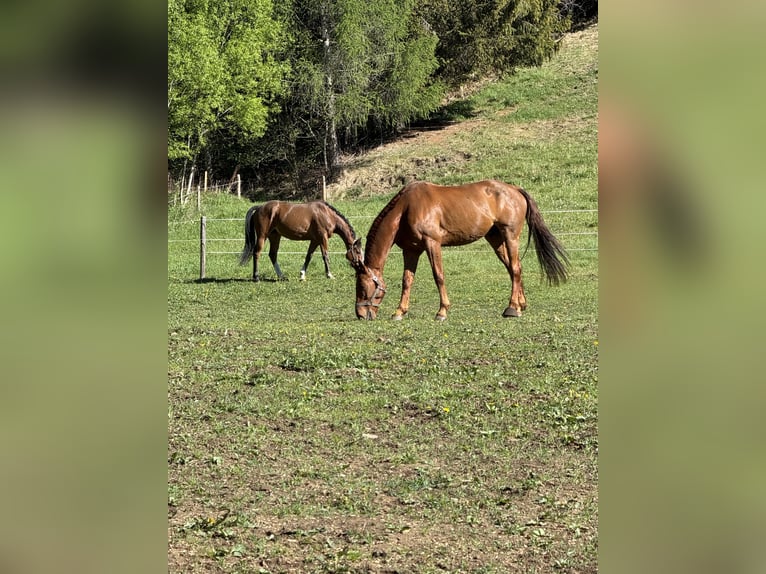 Belgisches Warmblut Wallach 9 Jahre 173 cm Fuchs in Pölstal