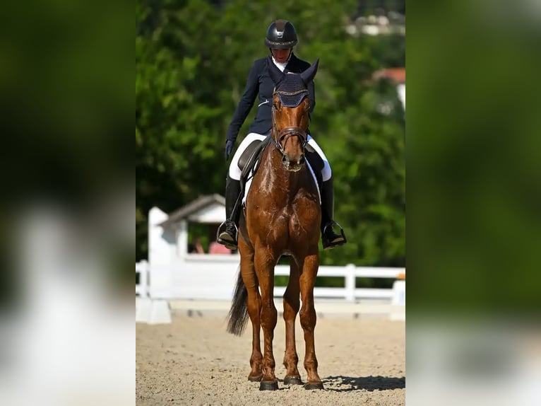 Belgisches Warmblut Wallach 9 Jahre 173 cm Fuchs in Pölstal