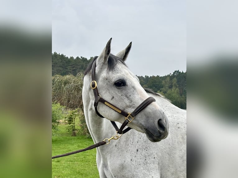 Belgisches Warmblut Wallach 9 Jahre 173 cm Schimmel in Weisendorf