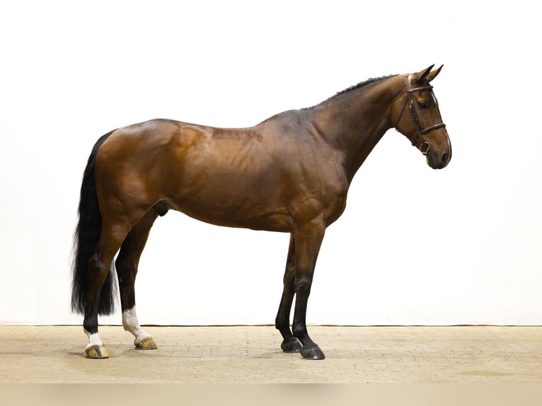 Belgisches Warmblut Wallach 9 Jahre 174 cm Brauner in Waddinxveen