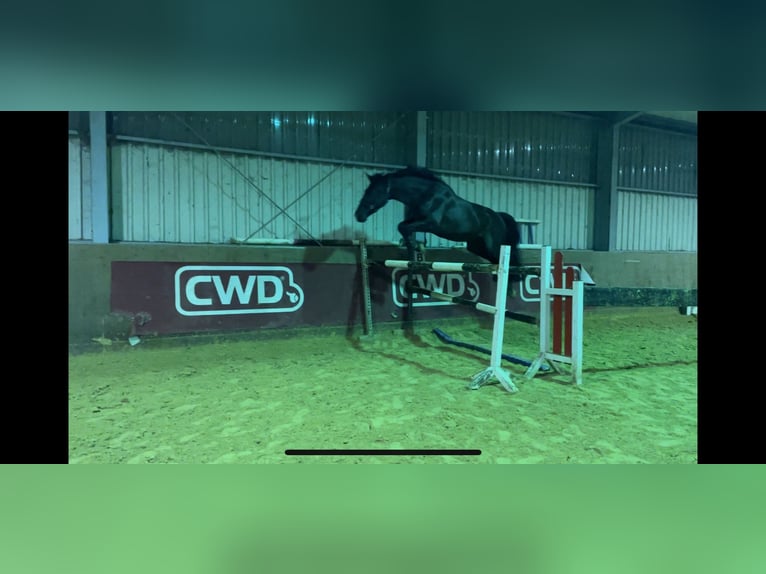 Belgisches Warmblut Wallach 9 Jahre 177 cm Schwarzbrauner in Bedburg