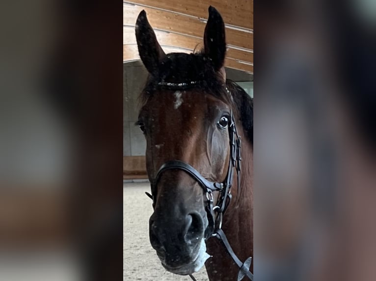 Belgisches Warmblut Wallach 9 Jahre 178 cm Brauner in Viernheim Belgisches Warmblut Wallach 9 Jahre 178 cm Brauner in Viernheim