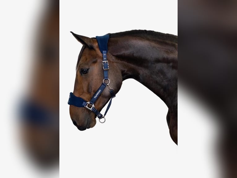 Belgisches Warmblut Wallach 9 Jahre Brauner in Haren