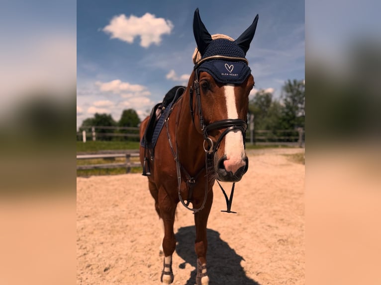 Belgisches Warmblut Wallach 9 Jahre Fuchs in Root D4