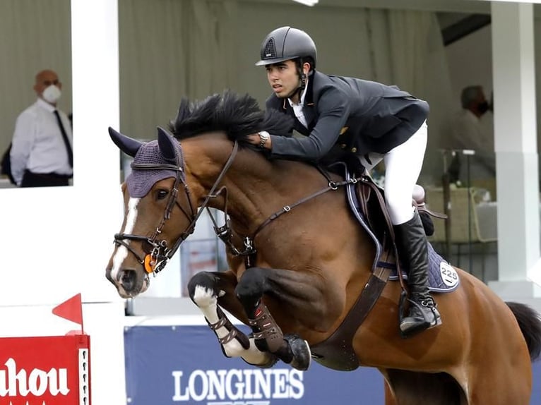 Belgisches Warmblut Wallach Fohlen (01/2026)  in caceres