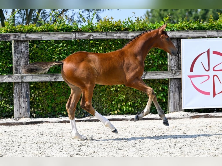 Belgisches Warmblut Wallach Fohlen (06/2024) in Oud-Heverlee