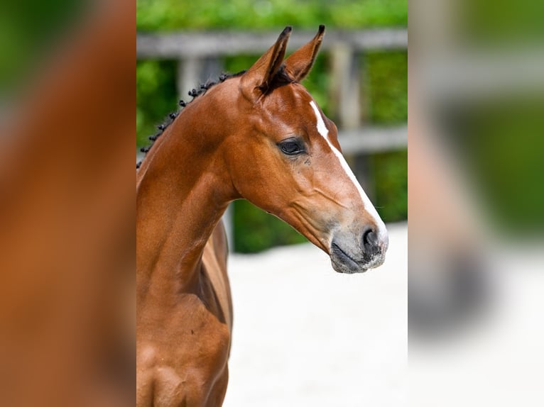 Belgisches Warmblut Wallach Fohlen (06/2024) in Oud-Heverlee