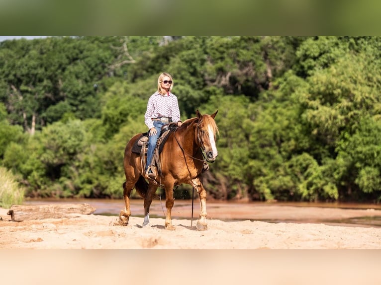 Belgisk arbetshäst Blandning Valack 10 år 157 cm Fux in Canyon