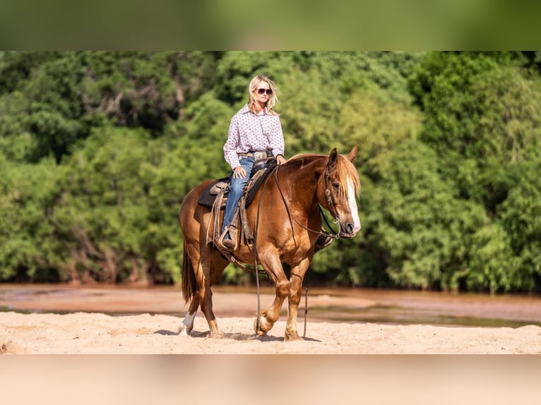 Belgisk arbetshäst Blandning Valack 10 år 157 cm Fux in Canyon