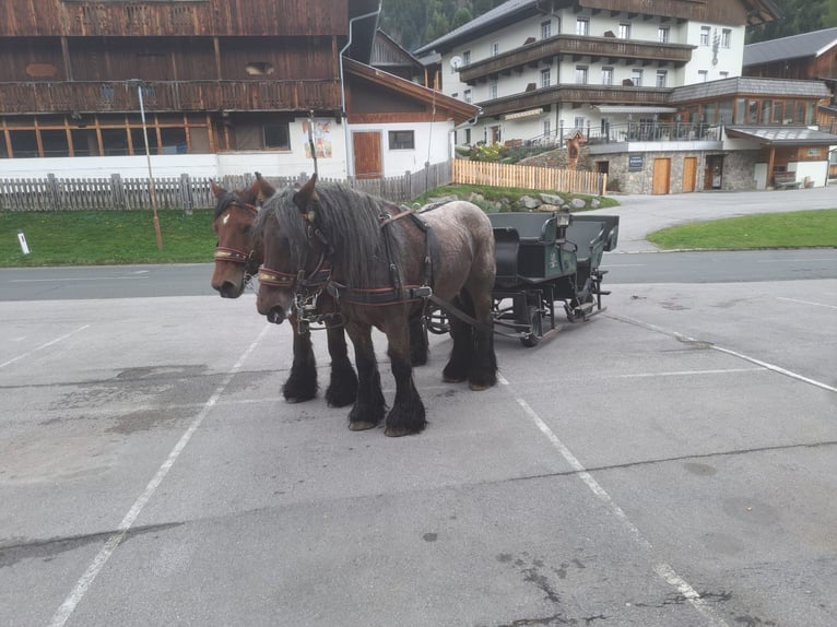 Belgisk arbetshäst Valack 11 år 170 cm in Obertilliach