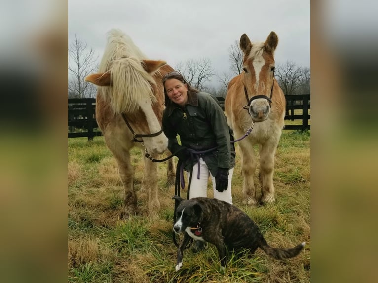 Belgisk arbetshäst Valack 13 år 182 cm Ljusbrun in Lexington