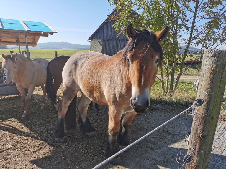 Belgisk arbetshäst Valack 3 år 168 cm Brun in Blumau an der Wild