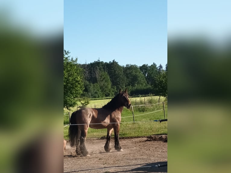 Belgisk arbetshäst Valack 4 år 160 cm Brun in RheinbachRheinbach