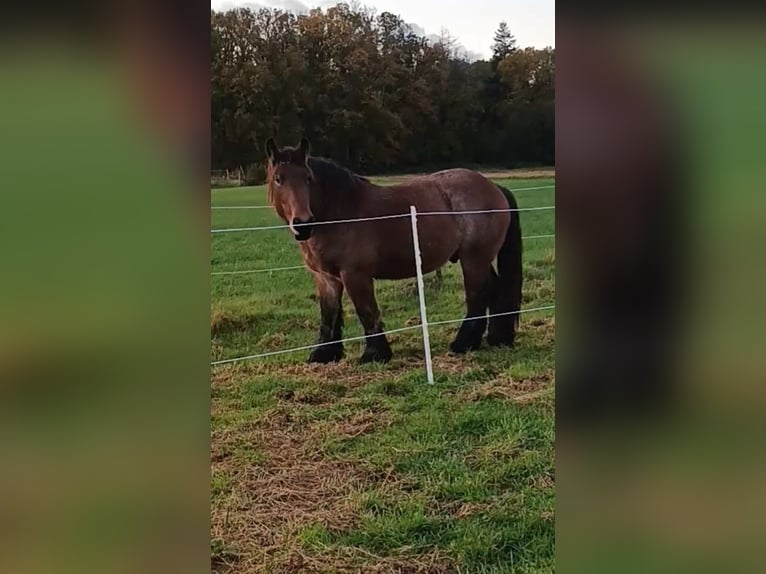 Belgisk arbetshäst Valack 4 år 160 cm Brun in RheinbachRheinbach