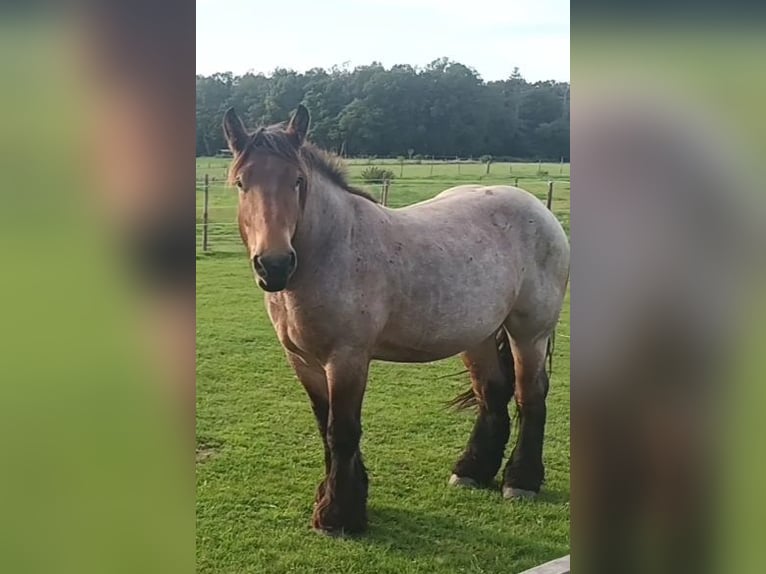 Belgisk arbetshäst Valack 4 år 160 cm Brun in RheinbachRheinbach