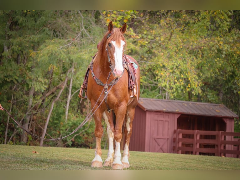 Belgisk arbetshäst Valack 6 år 173 cm Fux in Flemingsburg KY