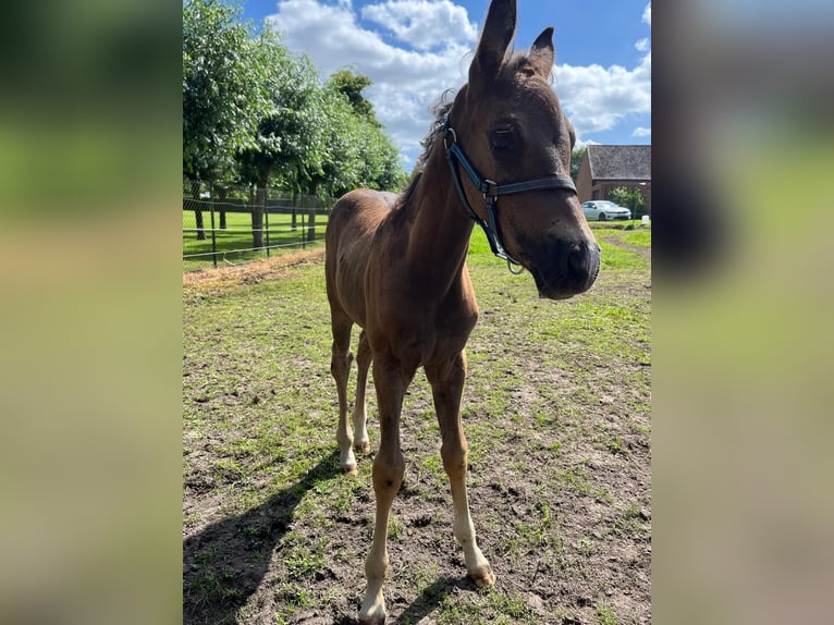 Belgisk ridponny Hingst Föl (06/2024) 148 cm Rökfärgad svart in Mol