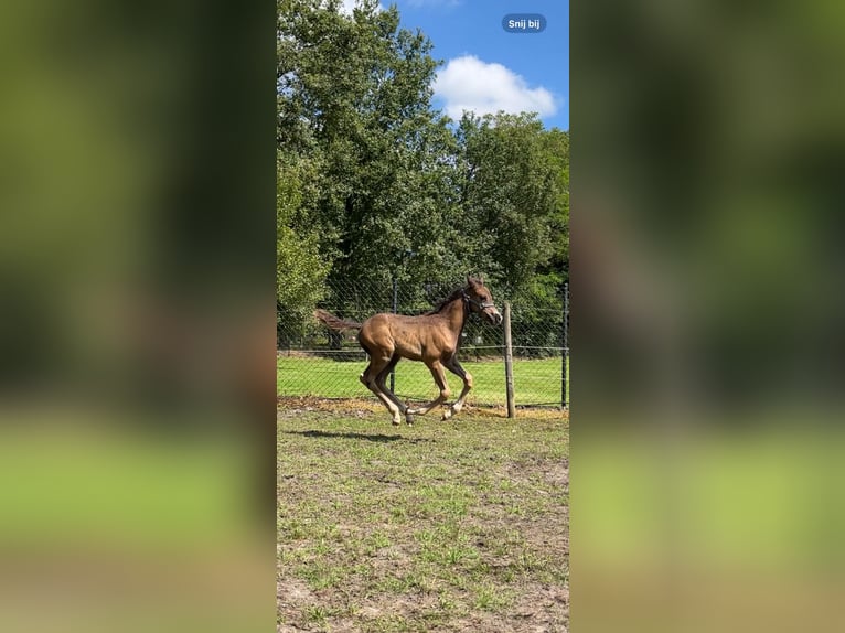 Belgisk ridponny Hingst Föl (06/2024) 148 cm Rökfärgad svart in Mol