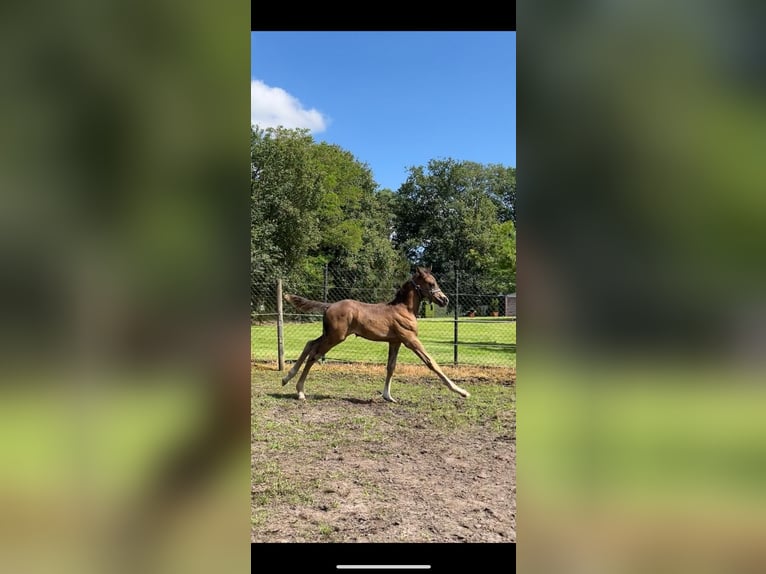 Belgisk ridponny Hingst Föl (06/2024) 148 cm Rökfärgad svart in Mol