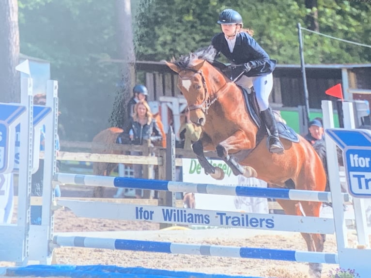 Belgisk ridponny Sto 13 år 148 cm Brun in Hasselt