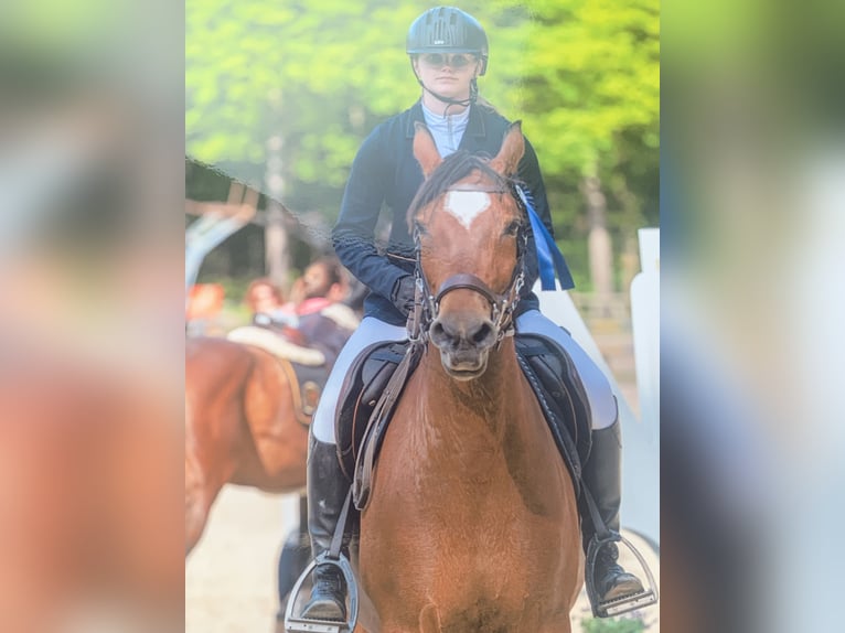 Belgisk ridponny Sto 13 år 148 cm Brun in Hasselt