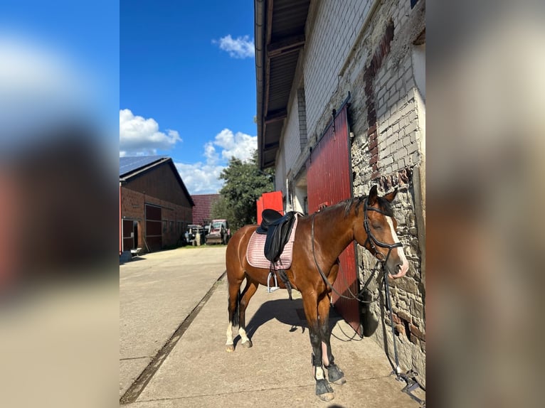 Belgisk ridponny Sto 15 år 146 cm Brun in Paderborn