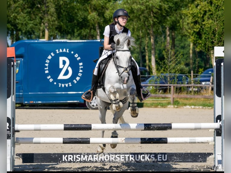 Belgisk ridponny Sto 16 år 145 cm Grå in Sijsele